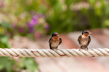 bird waiting for mom