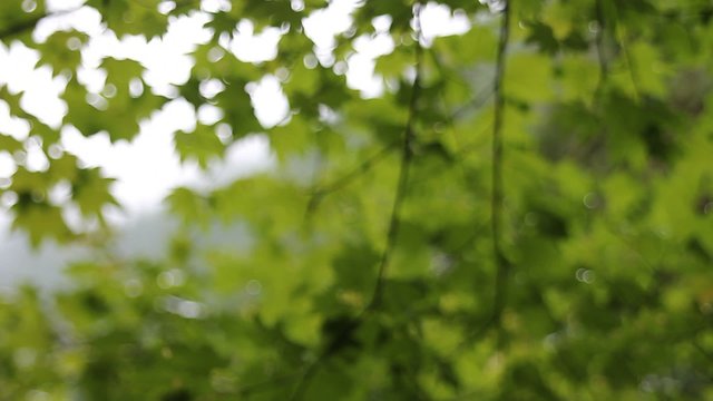 Out of Focus Blurred Green Maple Leaves Background and Texture HD Movie 1920x1080