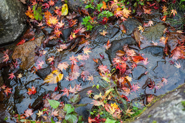 水の紅葉