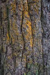 Obraz premium digitally altered seamless texture mossy bark on rain forest tree background