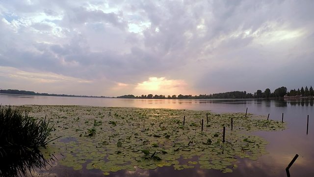 tramonto su lago con ninfee