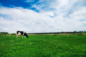 Fototapeta premium Green Field
