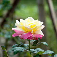 Beautiful rose flower