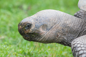 Fototapeta premium Galapagos giant tortoise eating