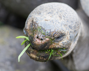 Galapagos giant tortoise eating
