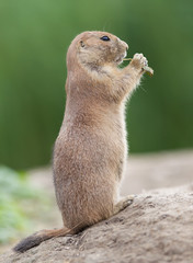 Black-tailed prairie dog  (Cynomys ludovicianus)