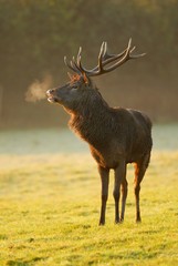 Red Deer