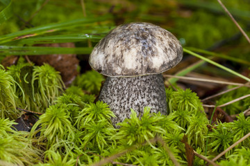 Leccinum variicolor in the forest