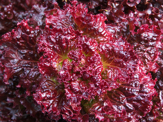 Red Lettuce Closeup