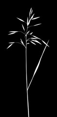 white plant silhouette isolated on black