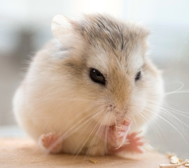 Hamster
