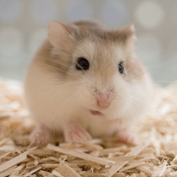 Hamster