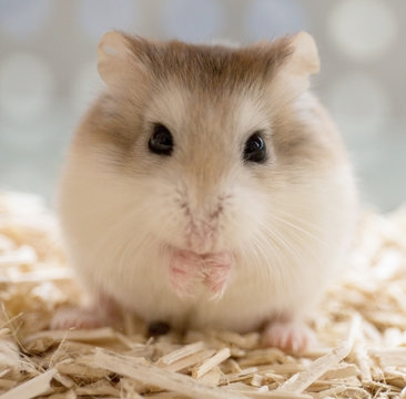 Hamster