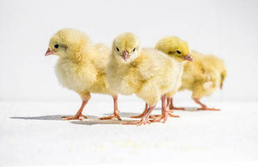 small chicken