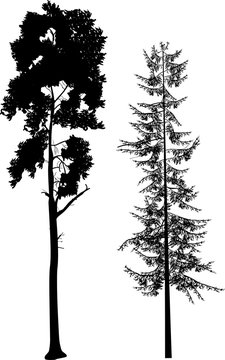 two long black pine trees on white
