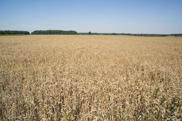 Ripening rye in the field