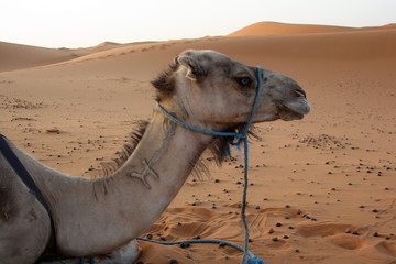 Maroc, Sahara, les chameaux