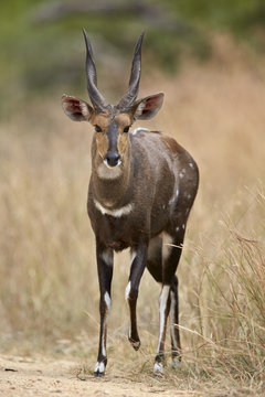 Bushbuck (imbabala) (Tragelaphus sylvaticus) buck, Kruger National Park