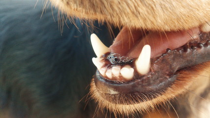 Close up dog teeth