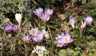 Purple crocuses