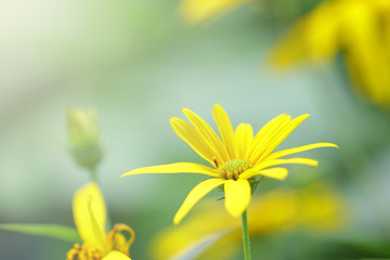 Jerusalem artichoke flower