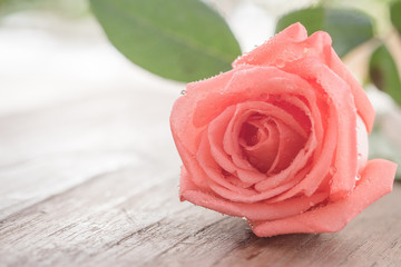 Pink Rose on wooden table