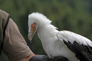 Palmgeier auf der Hand eines Falkners