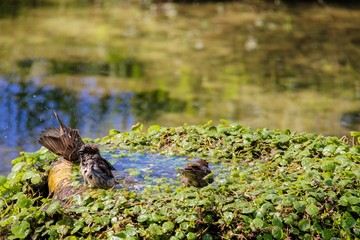 Urban sparrow bathing in the water pool with goldfish