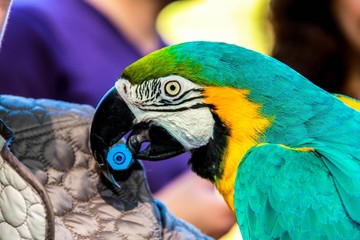 Playing with parrot macaws ( Ara ararauna)