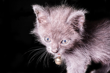 dark gray kitten isolated on black background, halloween style