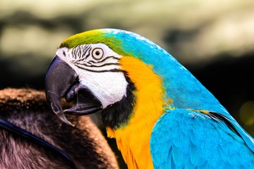 parrot macaws ( Ara ararauna)