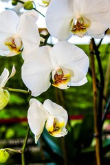 white orchid