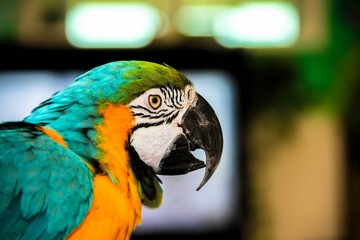 parrot macaws ( Ara ararauna)