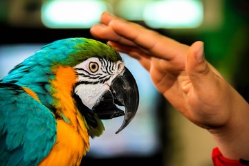  Playing with parrot macaws ( Ara ararauna)