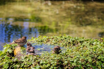 Urban sparrow bathing in the water pool with goldfish