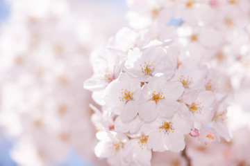 満開の桜の花