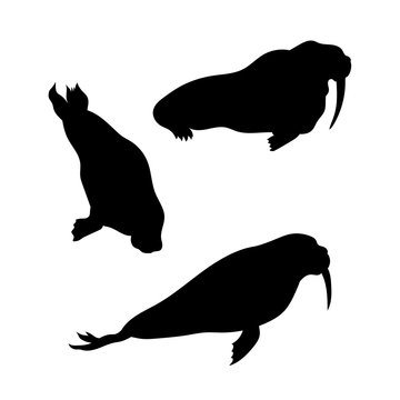 Walrus vector silhouettes.