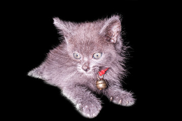 dark gray kitten isolated on black background, halloween style