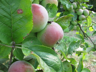 Äpfel auf der Streuobstwiese