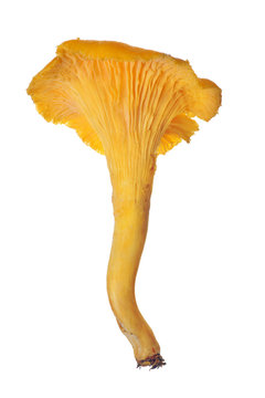 large yellow chanterelle isolated on white