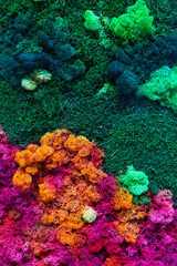 Naklejka na ściany i meble Lichen on moss-grown surface