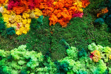 Fototapeta na wymiar Colorful lichen