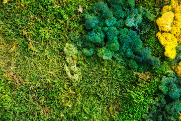 Nature green background