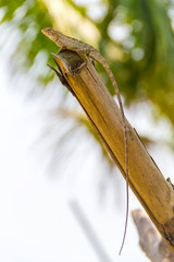 A lizard with a long tail on a dry tree.