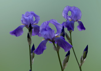 purple iris flowers