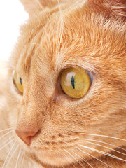 Redhaired cat on white background
