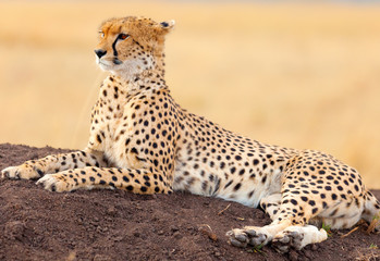 Male cheetah in Masai Mara