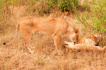Two lionesses in Masai Mara