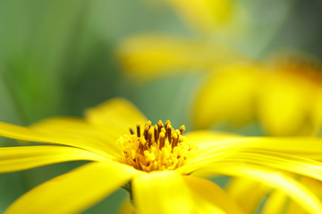 Jerusalem artichoke flower