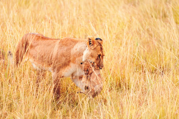 Fototapeta premium Female lion with cubs in Masai Mara